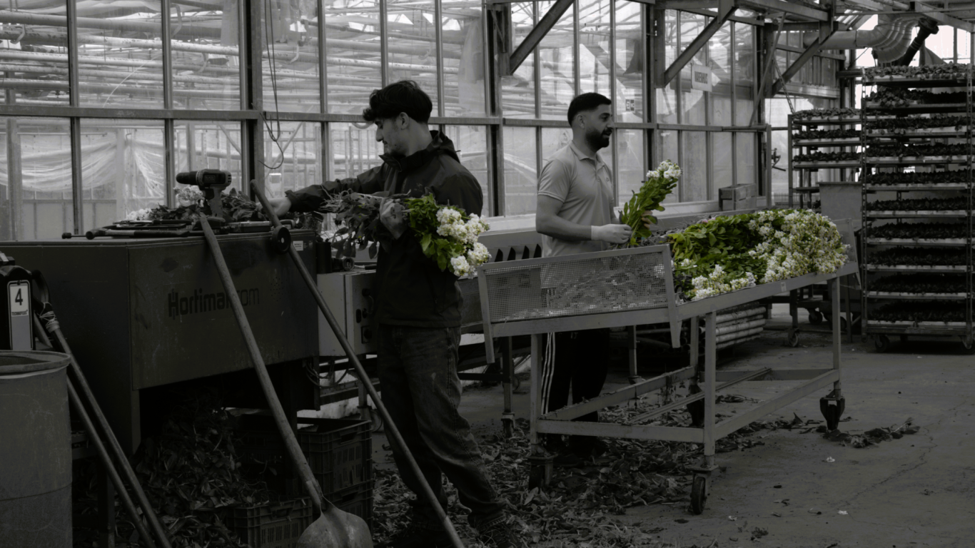 Twee mannen in een kas werken met snijbloemen en apparatuur.